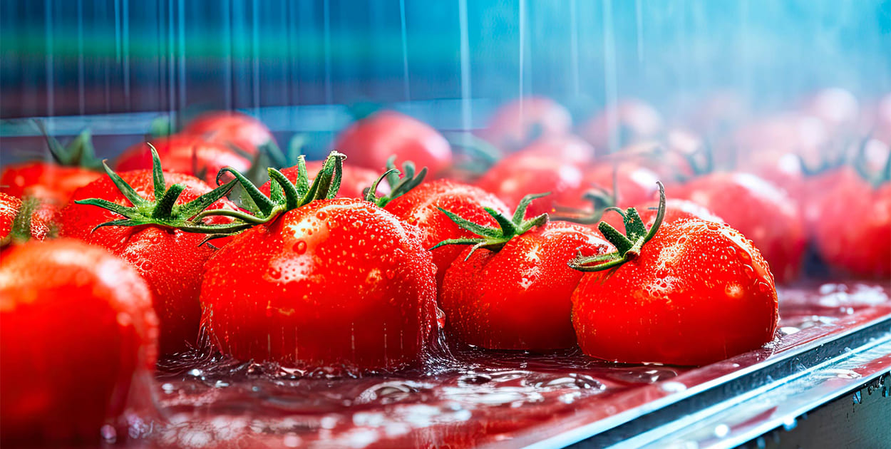 Cleaning tomatoes with recycled process water on conveyor belt